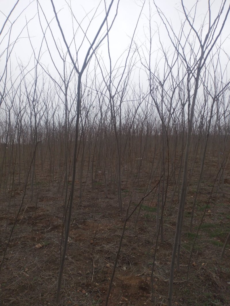 合欢苗芙蓉树苗江苏产地直销绿化乔木行道树合欢小苗