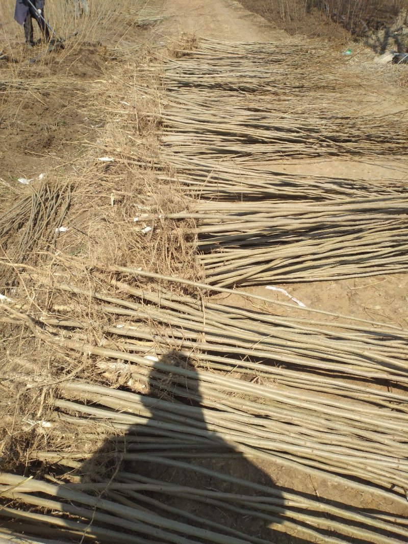 合欢苗芙蓉树苗江苏产地直销绿化乔木行道树合欢小苗