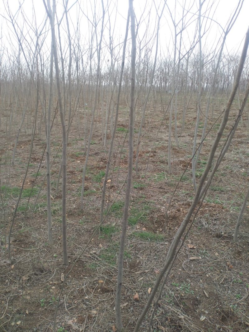 合欢苗芙蓉树苗江苏产地直销绿化乔木行道树合欢小苗