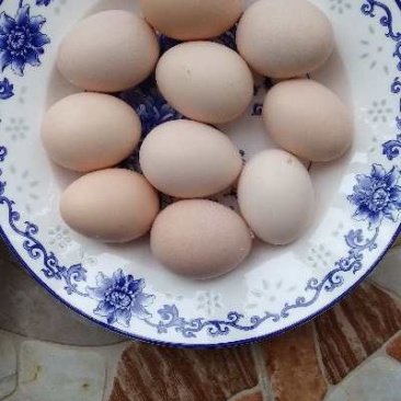 项鸡蛋
