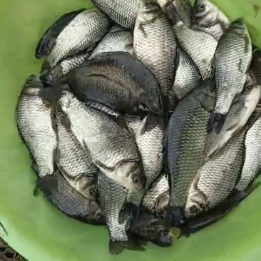 鲫鱼