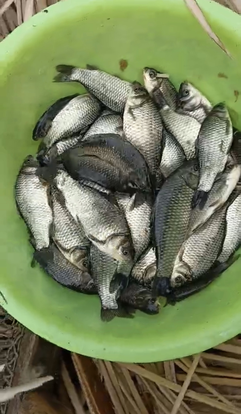 鲫鱼