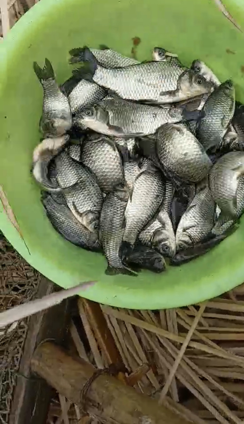 鲫鱼