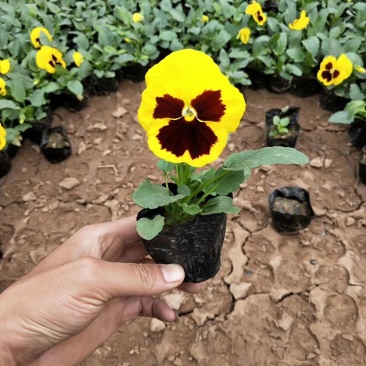 三色堇花色全基地直销量大从优保质保量