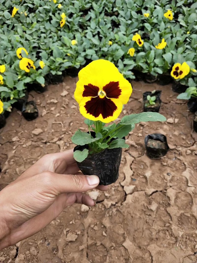 三色堇花色全基地直销量大从优保质保量