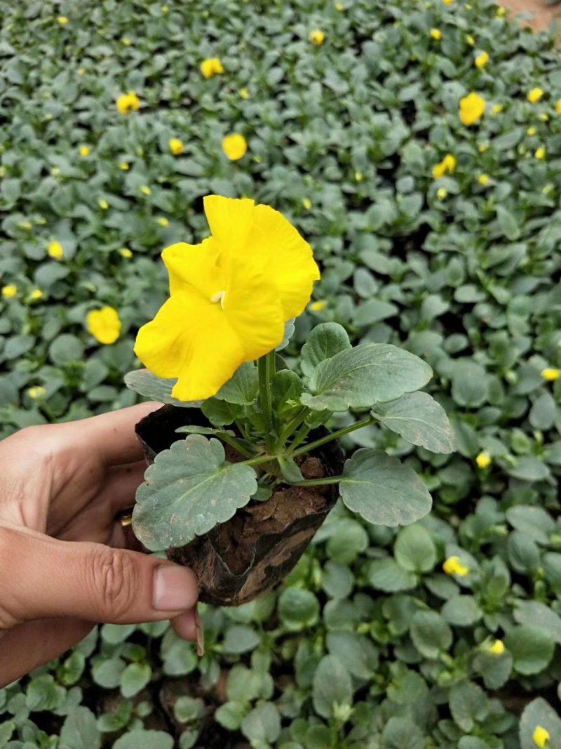 三色堇花色全基地直销量大从优保质保量