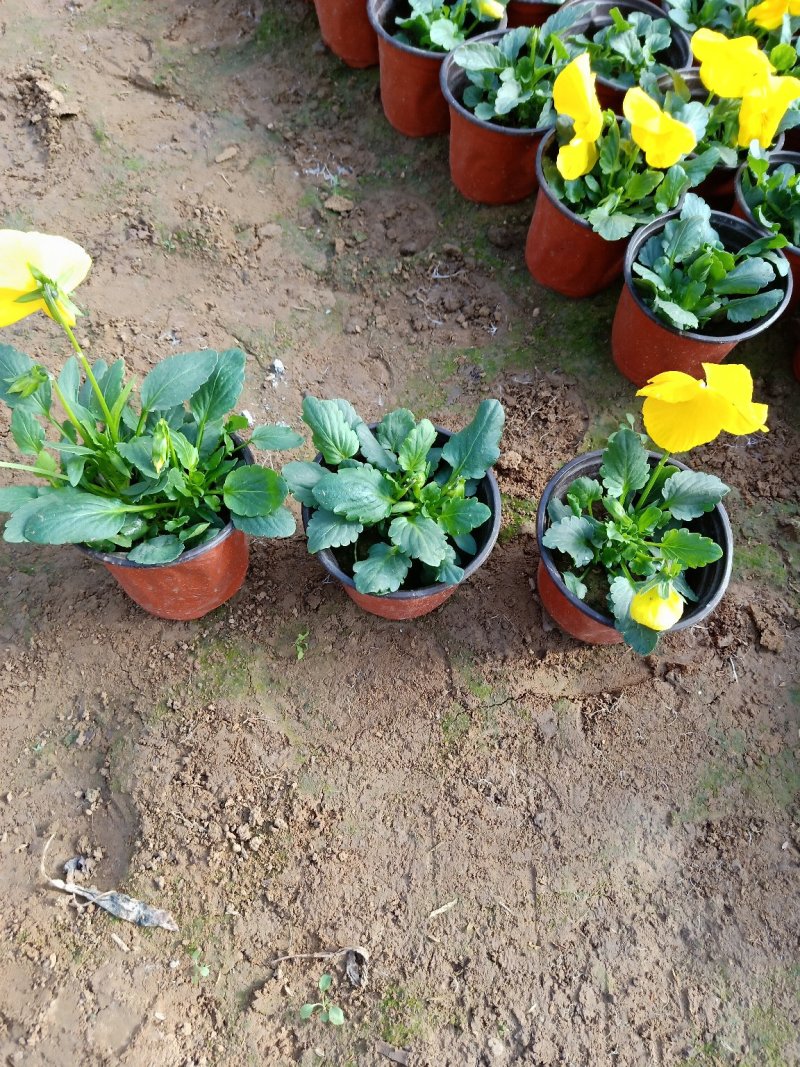 三色堇花色全基地直销量大从优保质保量