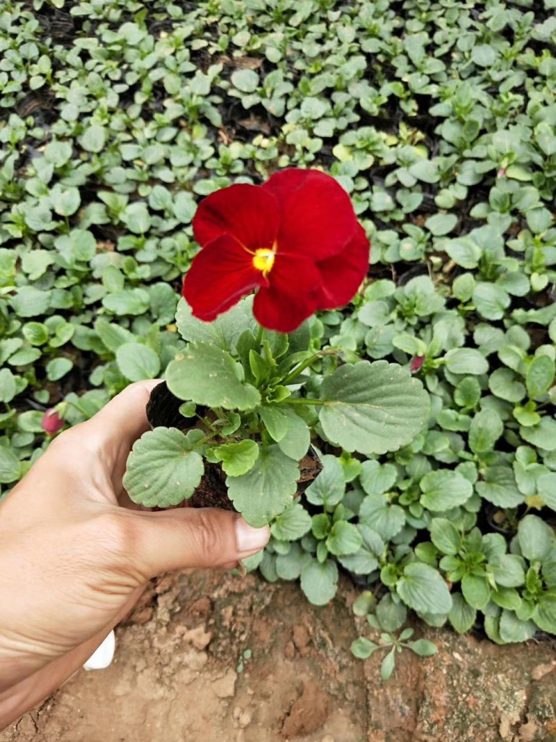 三色堇花色全基地直销量大从优保质保量