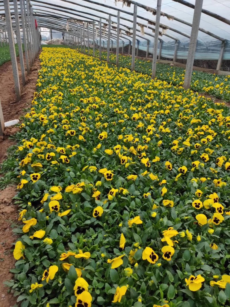 三色堇花色全基地直销量大从优保质保量