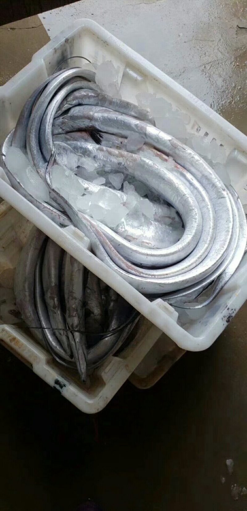 鲳鱼