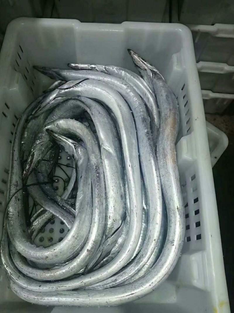 鲳鱼