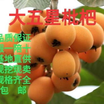 枇杷苗大五星枇杷苗产地直供假一赔十支持线上交易