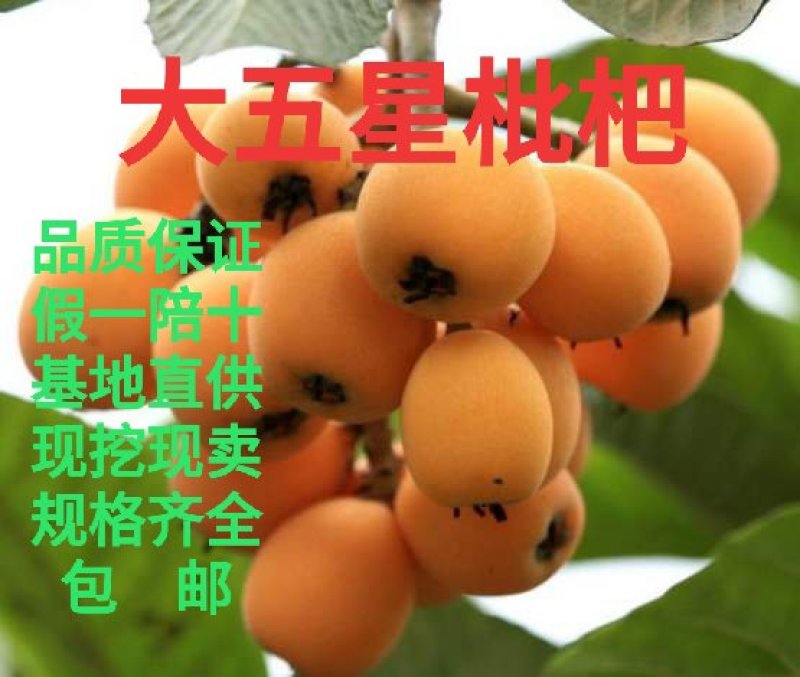 枇杷苗大五星枇杷苗产地直供假一赔十支持线上交易
