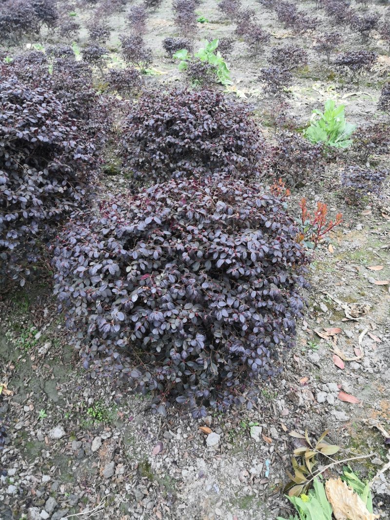 红继木球30—100冠幅红继木苗高度30公分以上