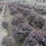 红继木球30—100冠幅红继木苗高度30公分以上