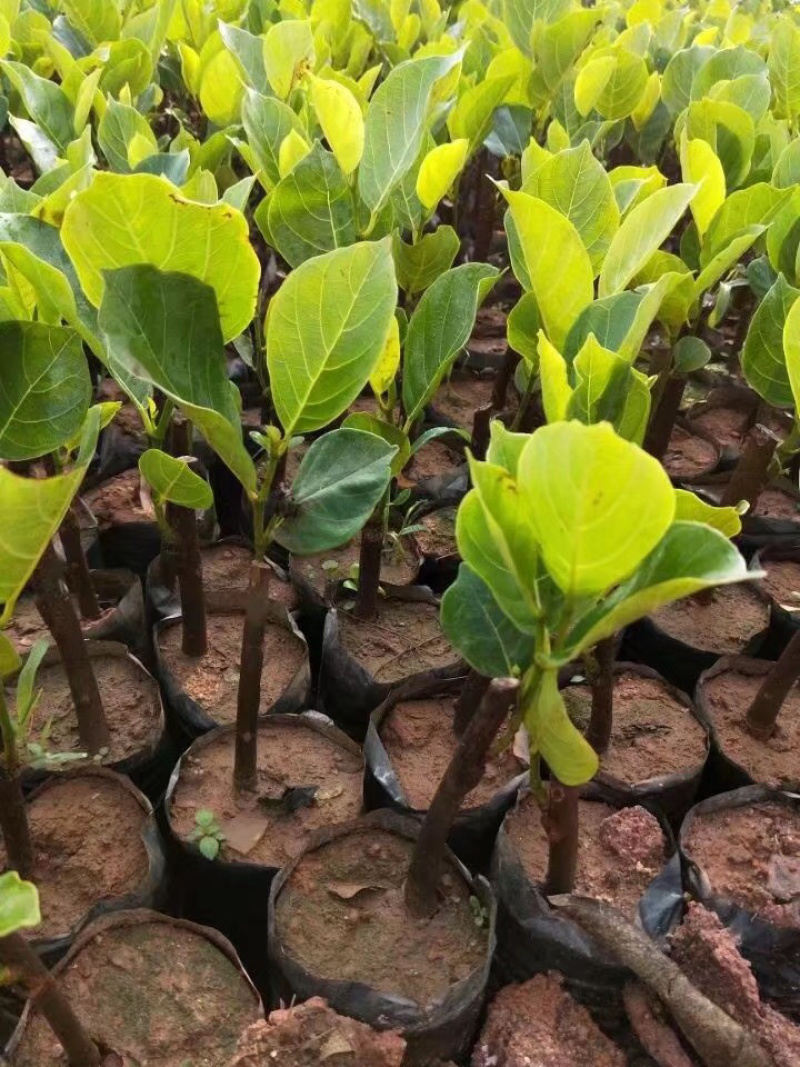 马一号菠萝蜜苗菠萝蜜苗果实大高产包邮