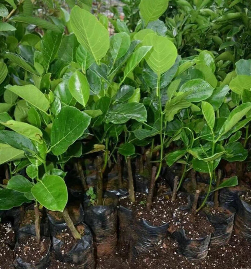 马一号菠萝蜜苗菠萝蜜苗果实大高产包邮