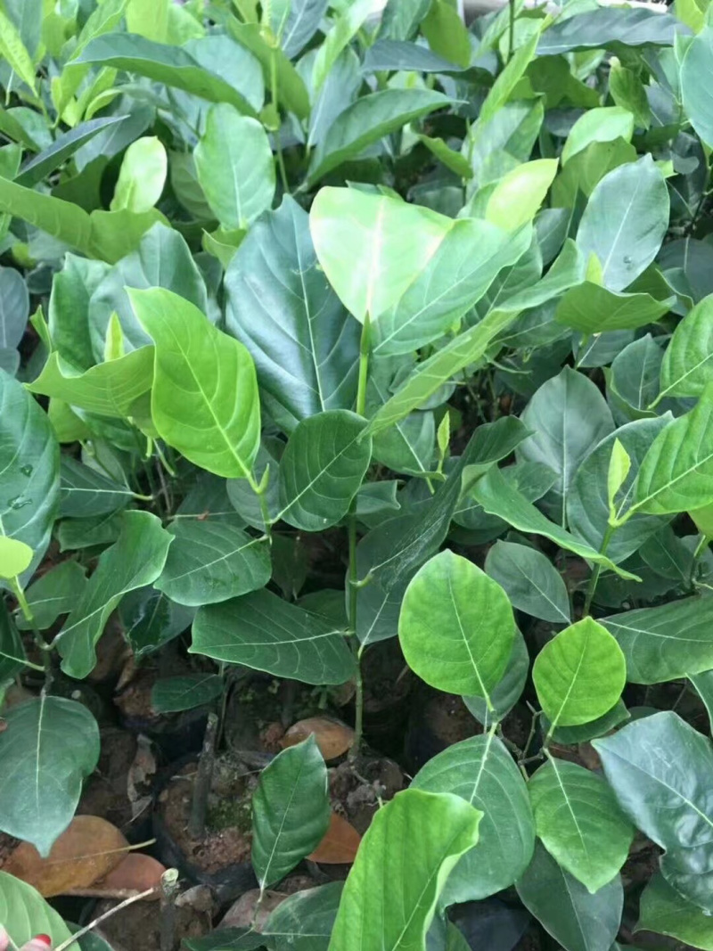 马一号菠萝蜜苗菠萝蜜苗果实大高产包邮