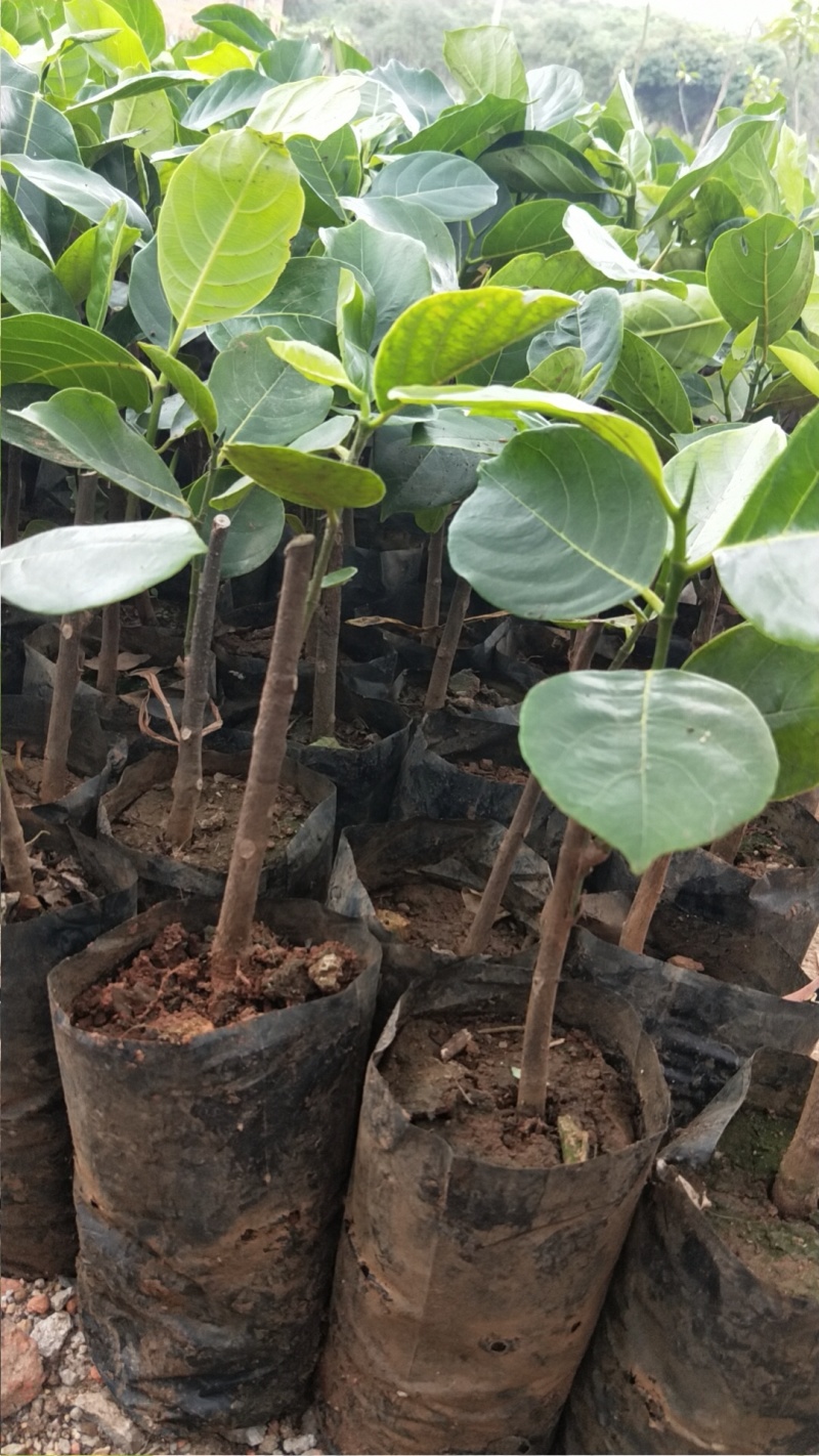 马一号菠萝蜜苗菠萝蜜苗果实大高产包邮