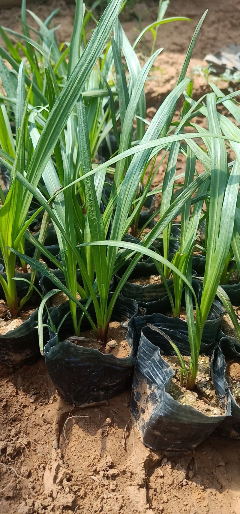 蛇鞭菊绿化工程苗基地直销量大从优
