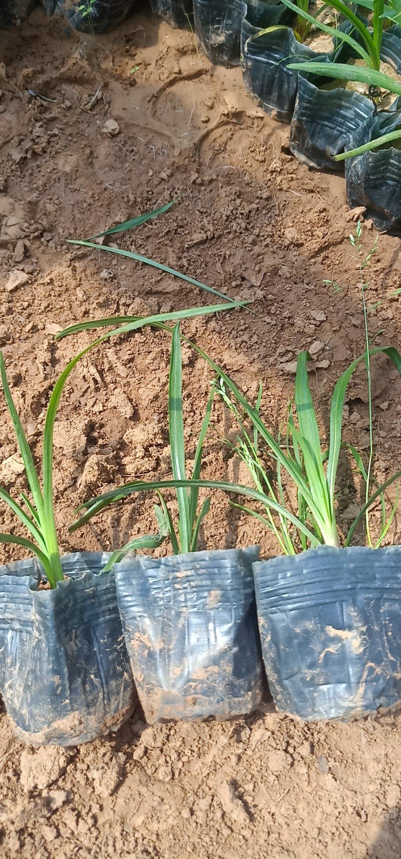 蛇鞭菊绿化工程苗基地直销量大从优
