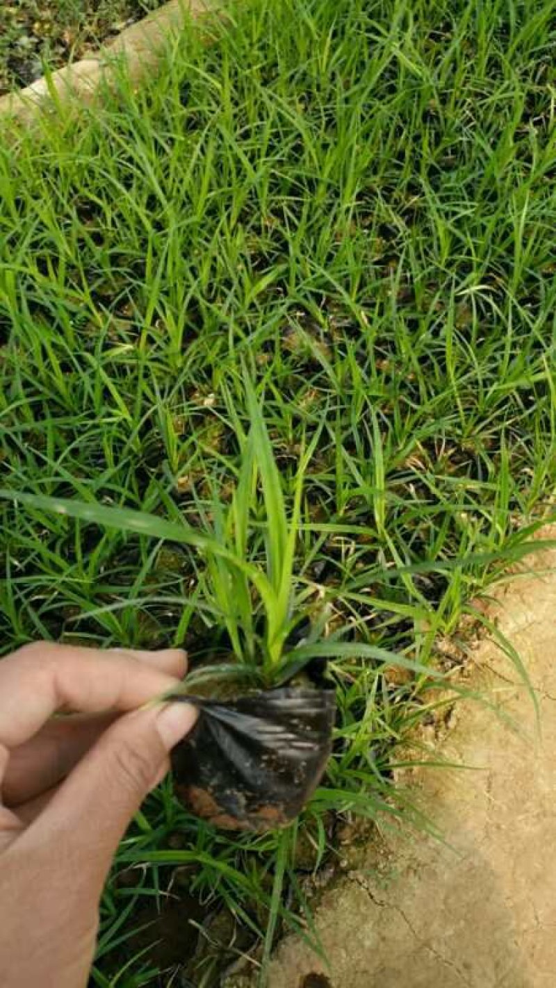 蛇鞭菊绿化工程苗基地直销量大从优