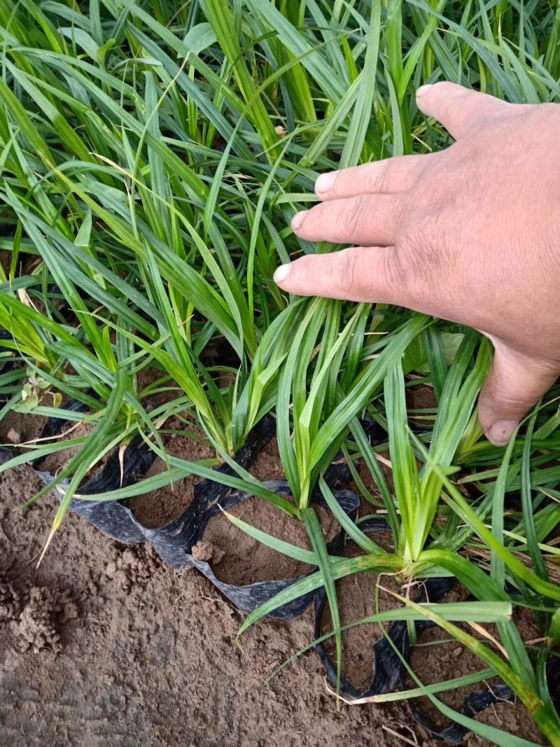 蛇鞭菊绿化工程苗基地直销量大从优