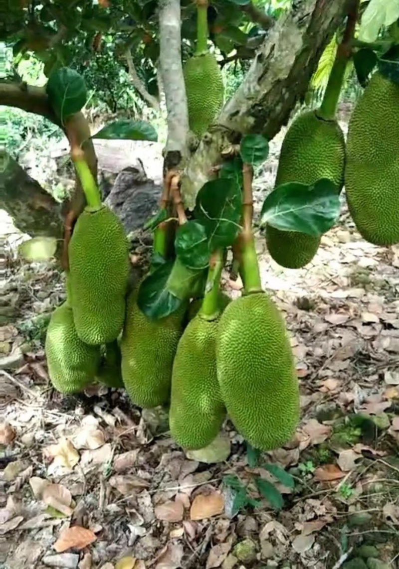 马一号菠萝蜜苗菠萝蜜苗果实大高产包邮