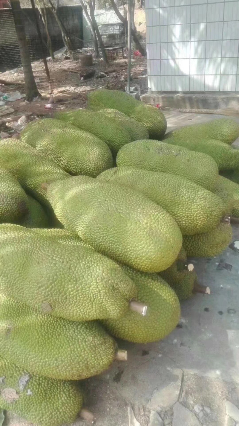 马一号菠萝蜜苗菠萝蜜苗果实大高产包邮