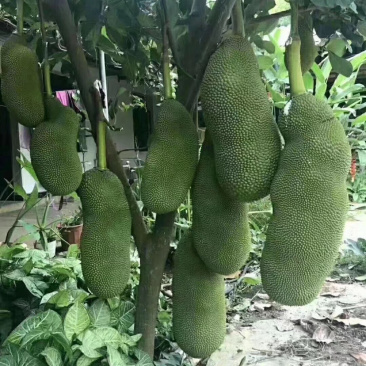 马一号菠萝蜜苗菠萝蜜苗果实大高产包邮