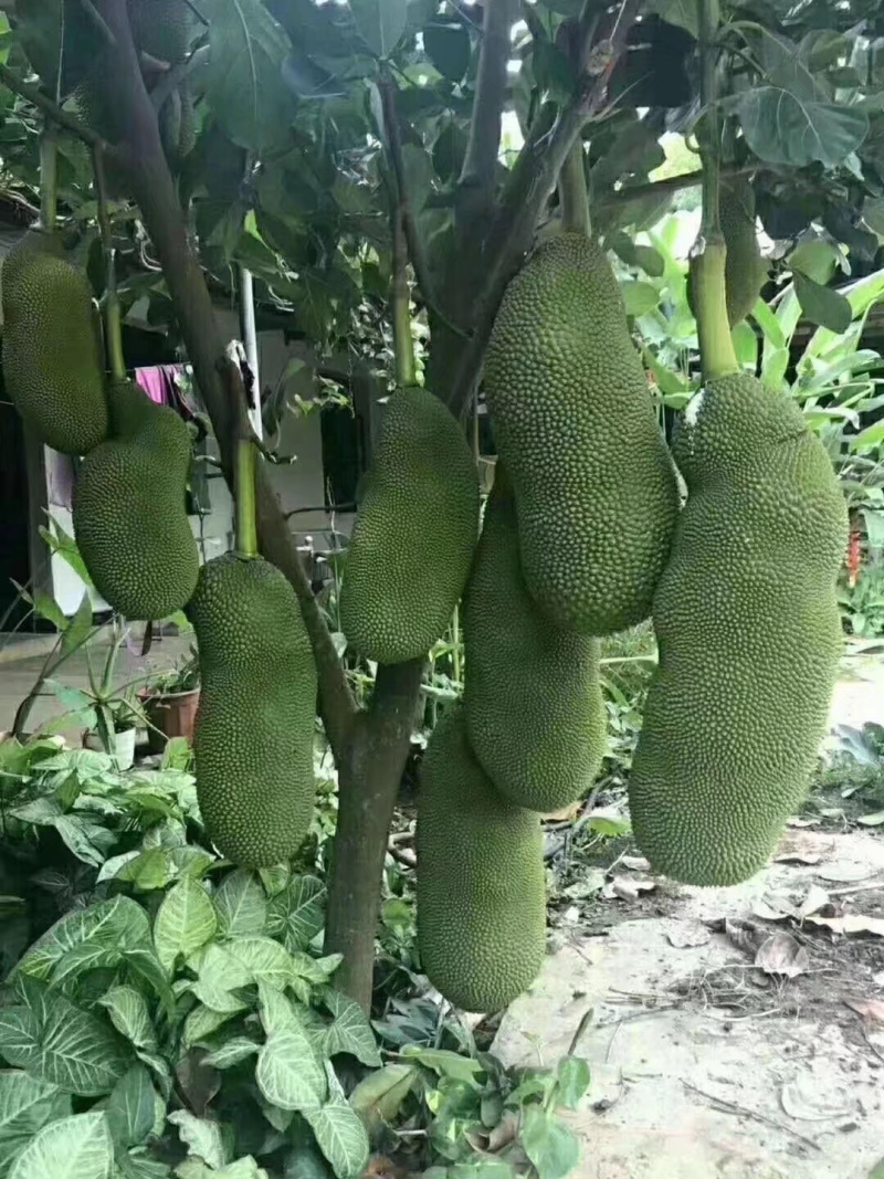 马一号菠萝蜜苗菠萝蜜苗果实大高产包邮
