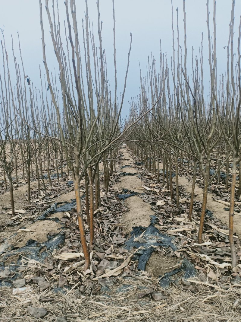 自己家苗圃种植梨树