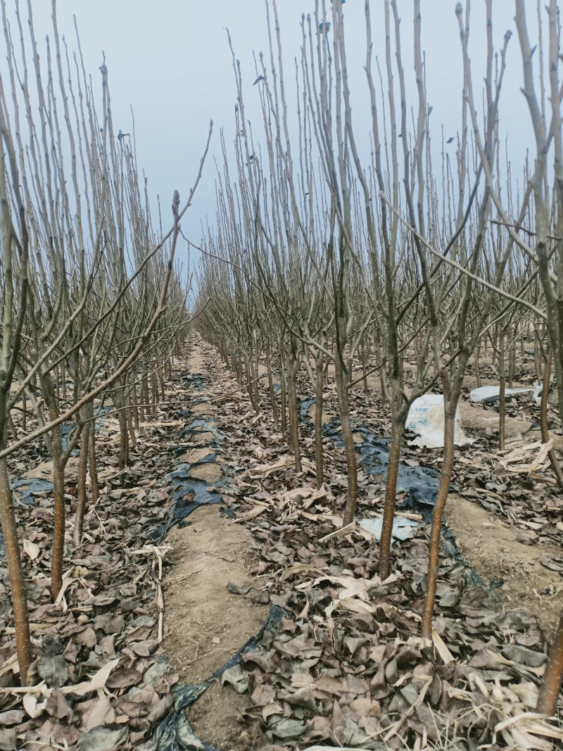 自己家苗圃种植梨树