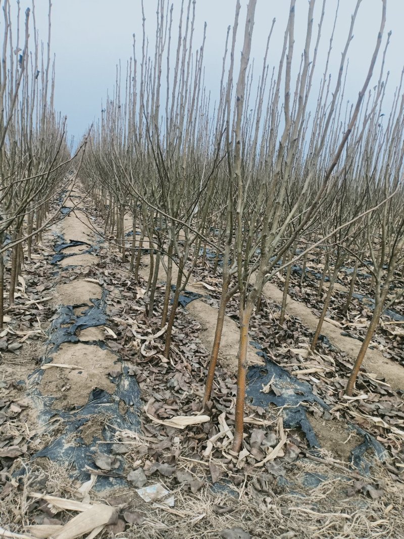 自己家苗圃种植梨树
