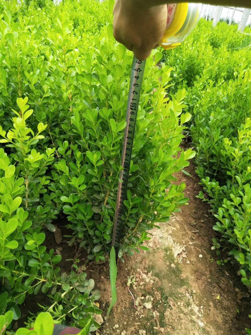 小叶黄杨基地直销量大从优