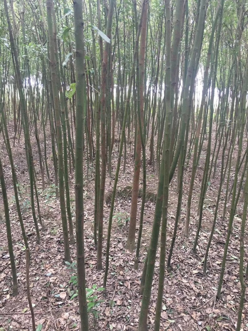 本公司长年供应大小规格的香樟产地庐江1000亩基地大量供