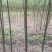 本公司长年供应大小规格的香樟产地庐江1000亩基地大量供
