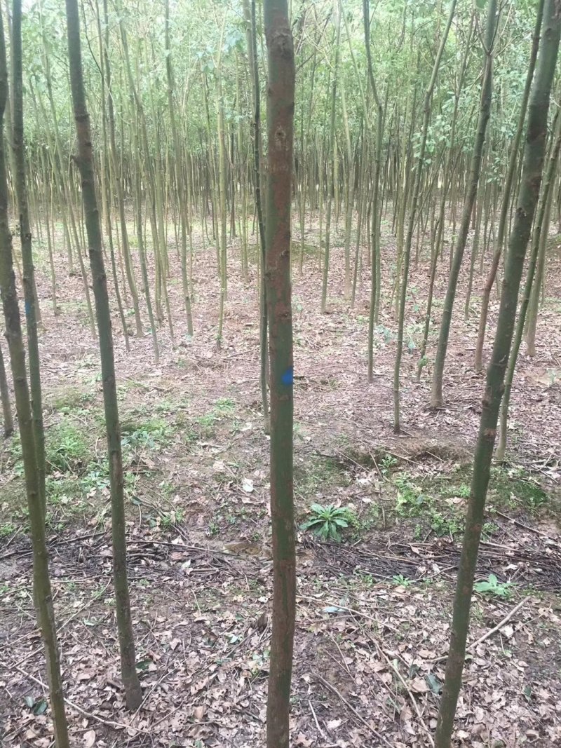 本公司长年供应大小规格的香樟产地庐江1000亩基地大量供