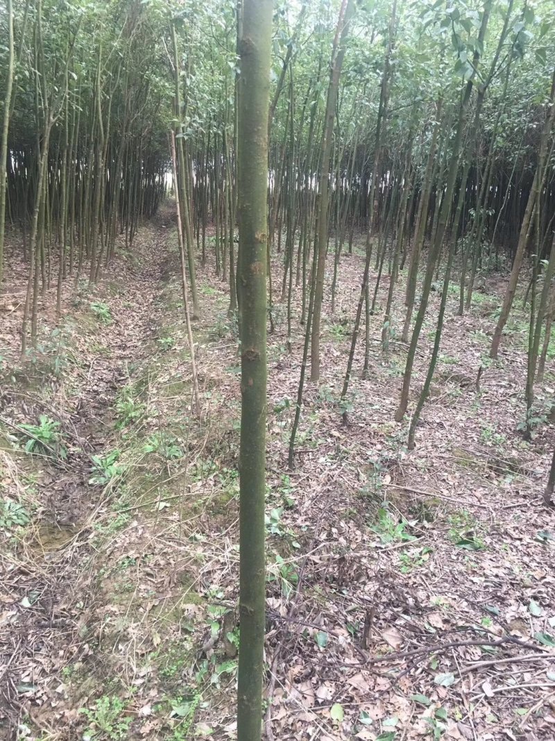 本公司长年供应大小规格的香樟产地庐江1000亩基地大量供