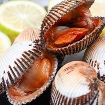 【产地直供】毛蛤蜊海鲜鲜活蛤蜊毛蚶毛蛤海鲜水产血蛤