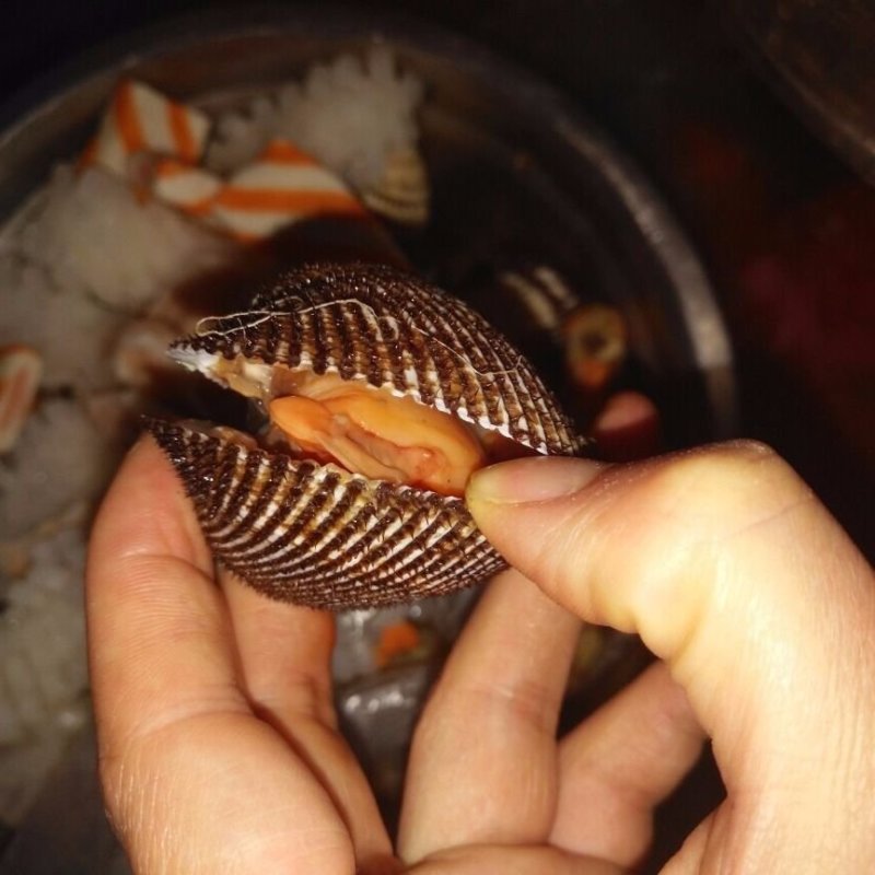 【产地直供】毛蛤蜊海鲜鲜活蛤蜊毛蚶毛蛤海鲜水产血蛤