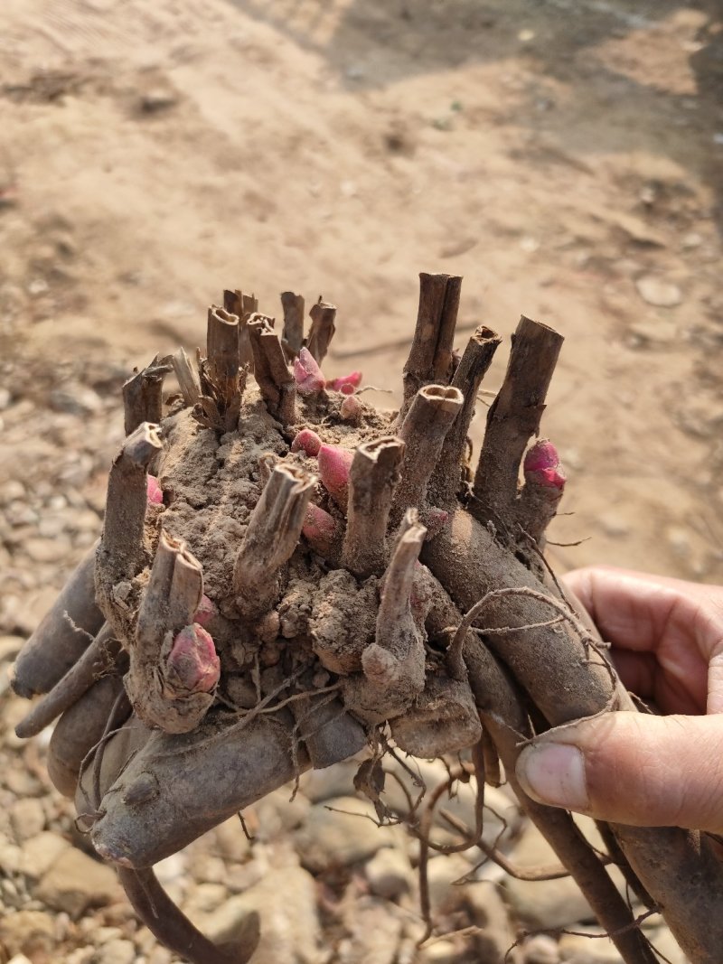 芍药花苗观赏芍药基地直销品种纯正保证成活