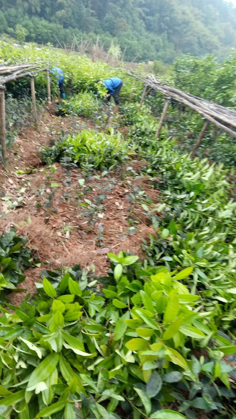肉桂树苗，一年苗，二年苗，大树带泥球园林绿化，征地复绿