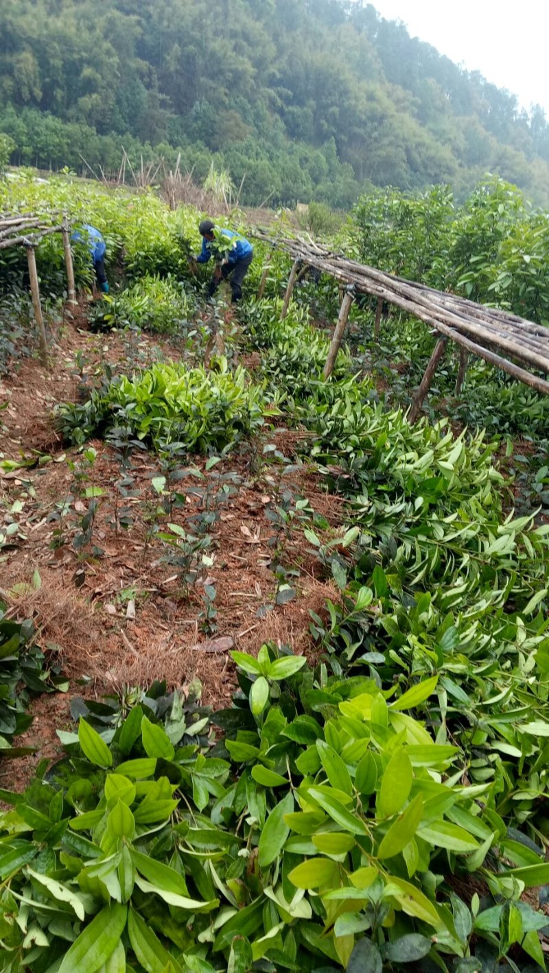肉桂树苗，一年苗，二年苗，大树带泥球园林绿化，征地复绿