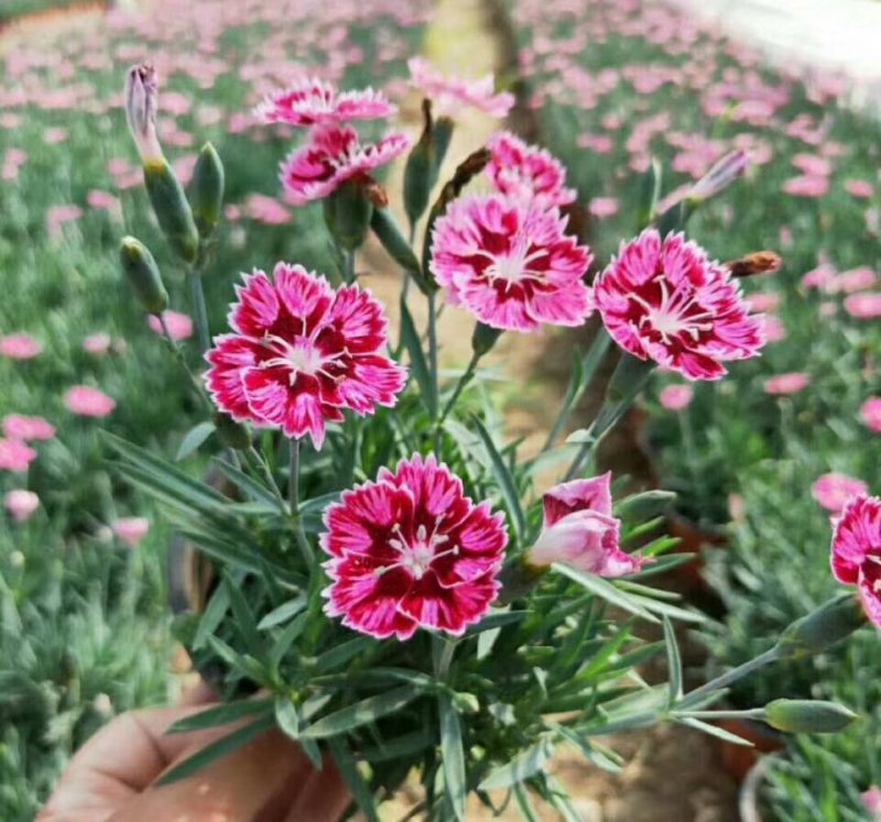 欧石竹基地直销量大从优