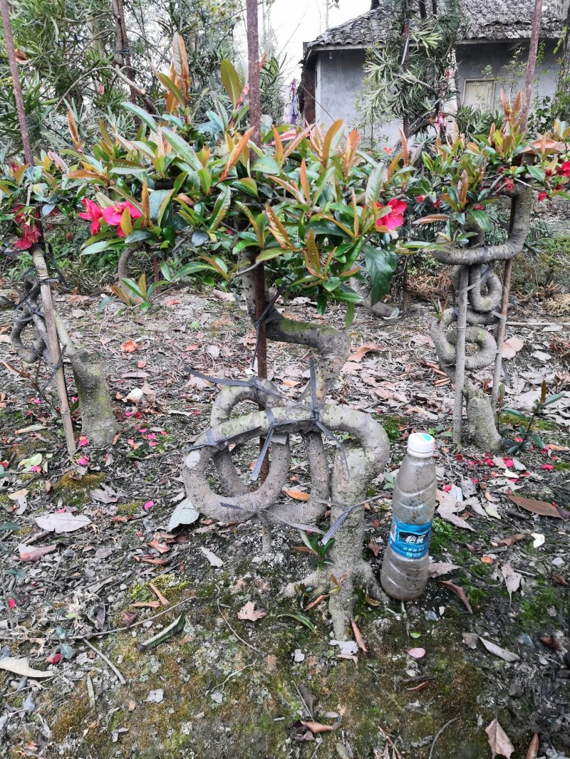 海棠树造型字体贴梗海棠造型