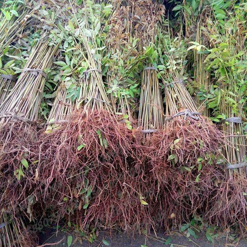 红芽香椿苗正宗沂蒙山红芽香椿现挖现卖保证成活