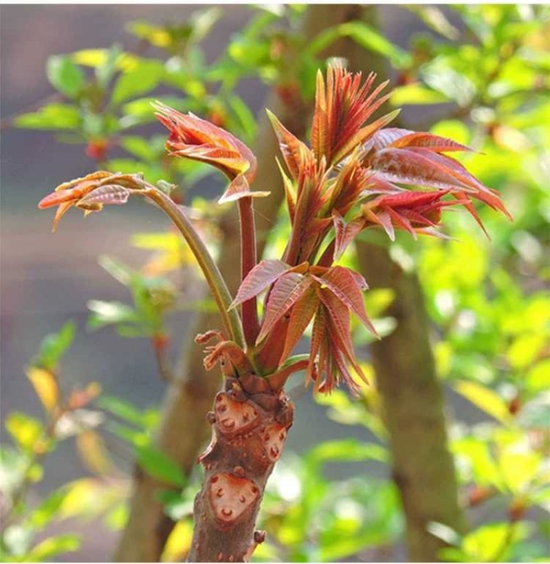 红芽香椿苗正宗沂蒙山红芽香椿现挖现卖保证成活