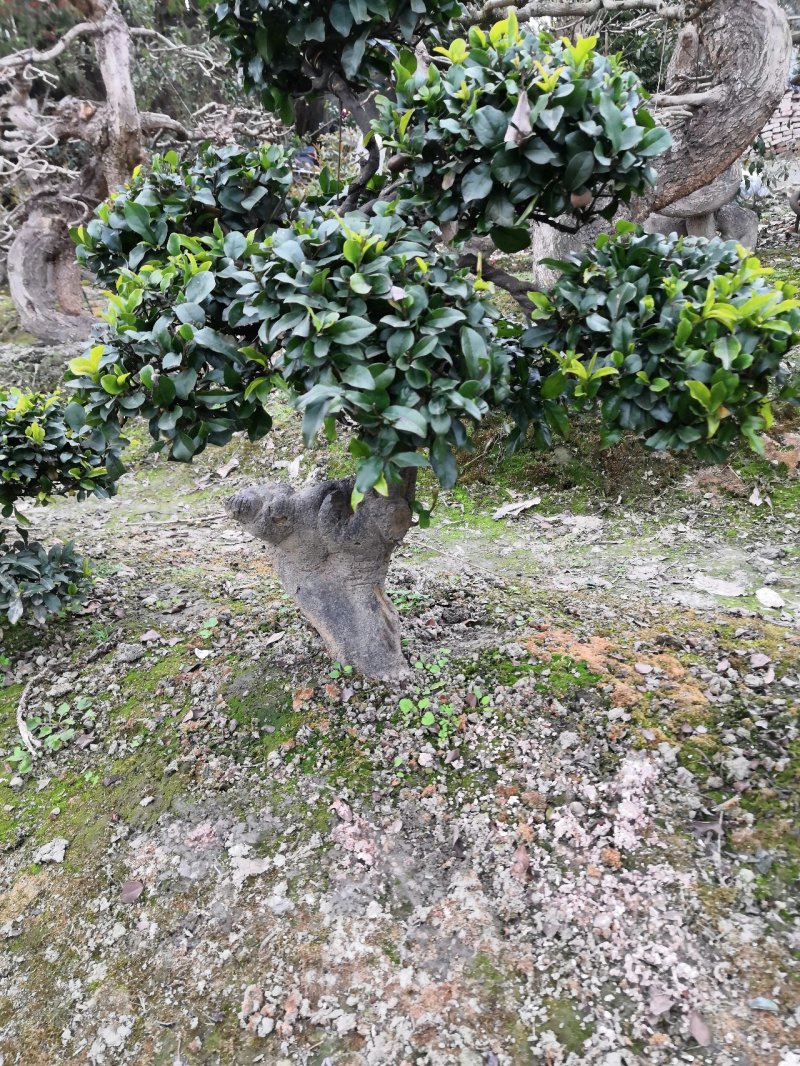 金蛋子造型，和造字体