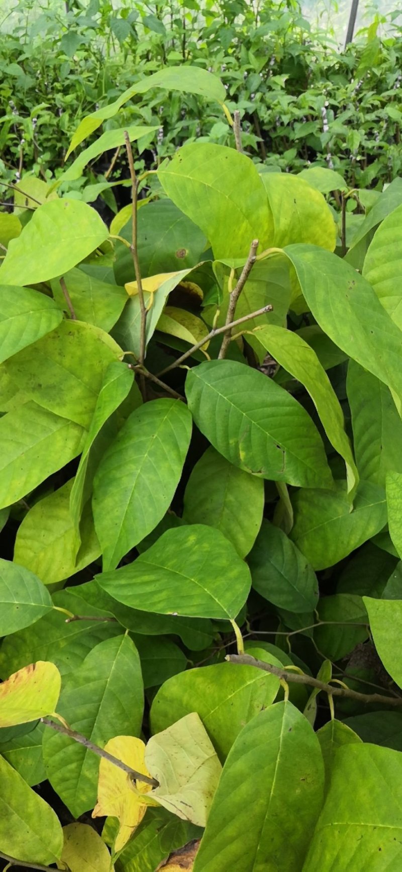 牛心梨粘木凤梨释迦苗